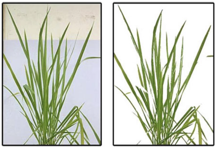 Plant phenotyping tools