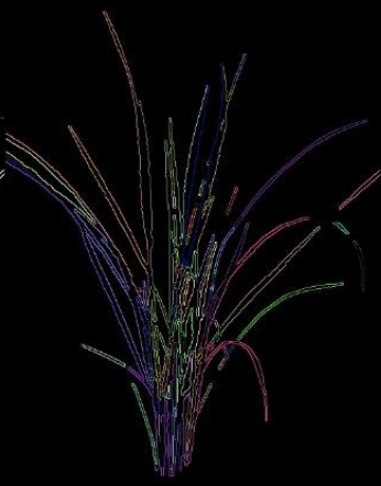 Extracted tiller structure of a rice plant